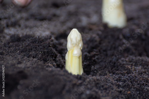 New spring season of white asparagus vegetable on field ready to harvest, white head of asparagus growing up from the ground on farm