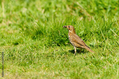 Song Thrush (Turdus philomelos) with caught worm, taken in the UK