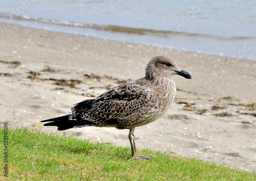 New Zealand Tauranga