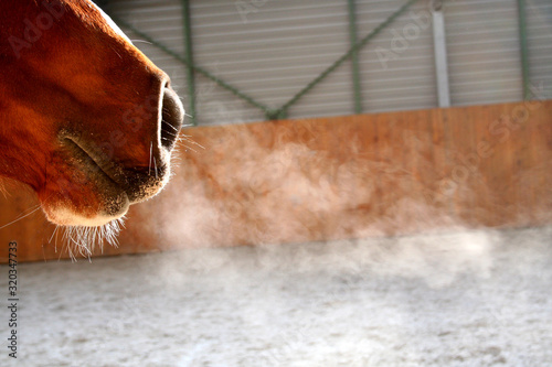 Breath brown horse nose steam