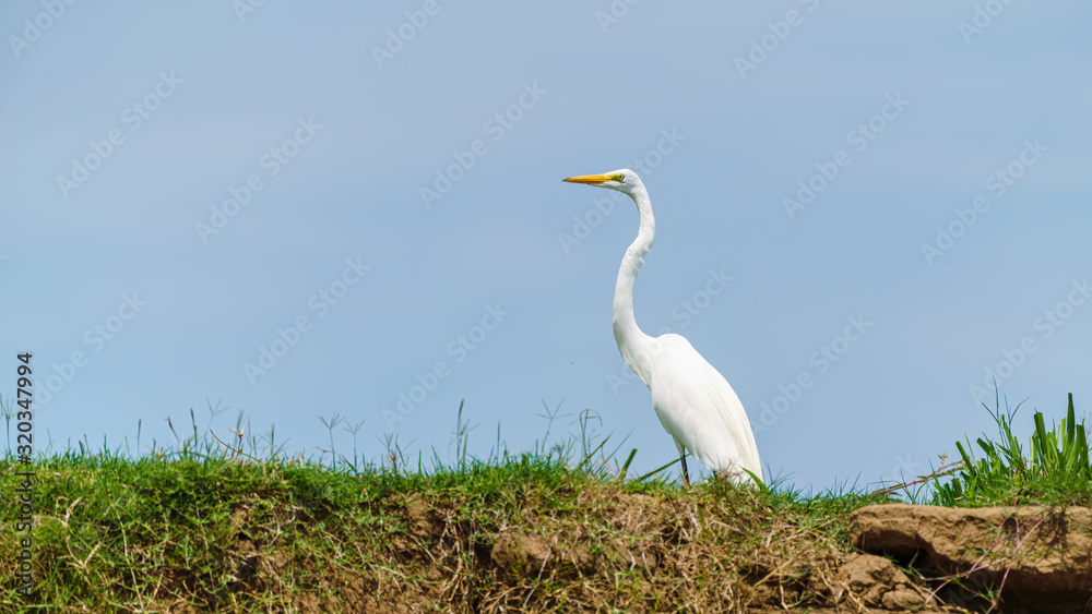 Great Egret (Ardea alba) standing on top of riverbank, taken in Costa Rica Great Egret (Ardea alba) standing on top of riverbank, taken in Costa Rica