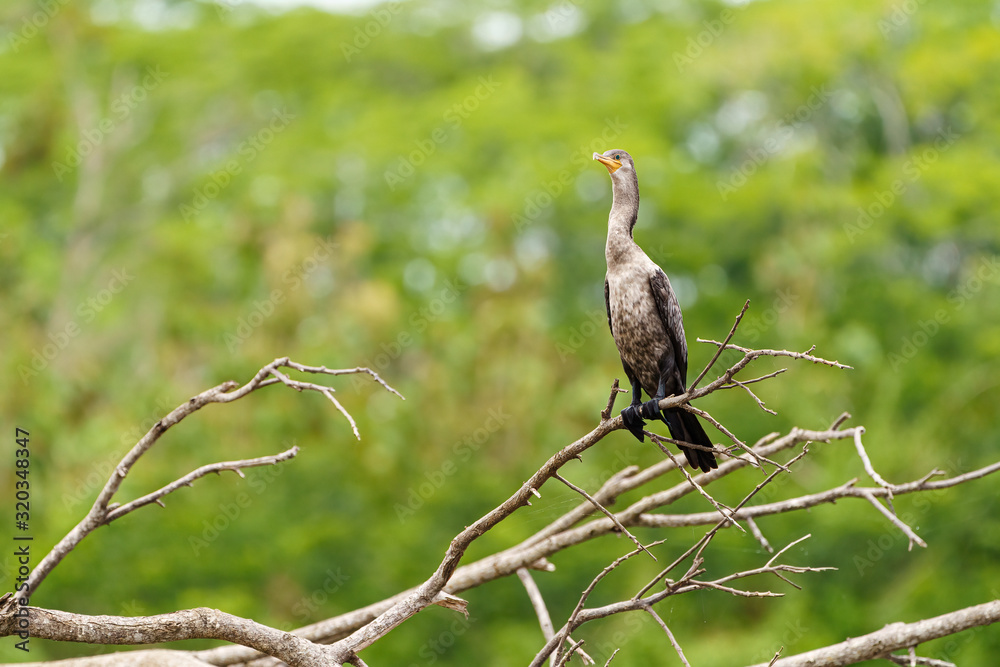 Fototapeta premium Neotropic Cormorant (Phalacrocorax brasilianus) on the Tarcoles River in Costa Rica