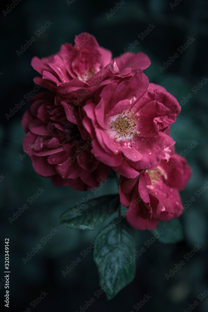 pink wild rose with raindrops pink wild rose with raindrops
