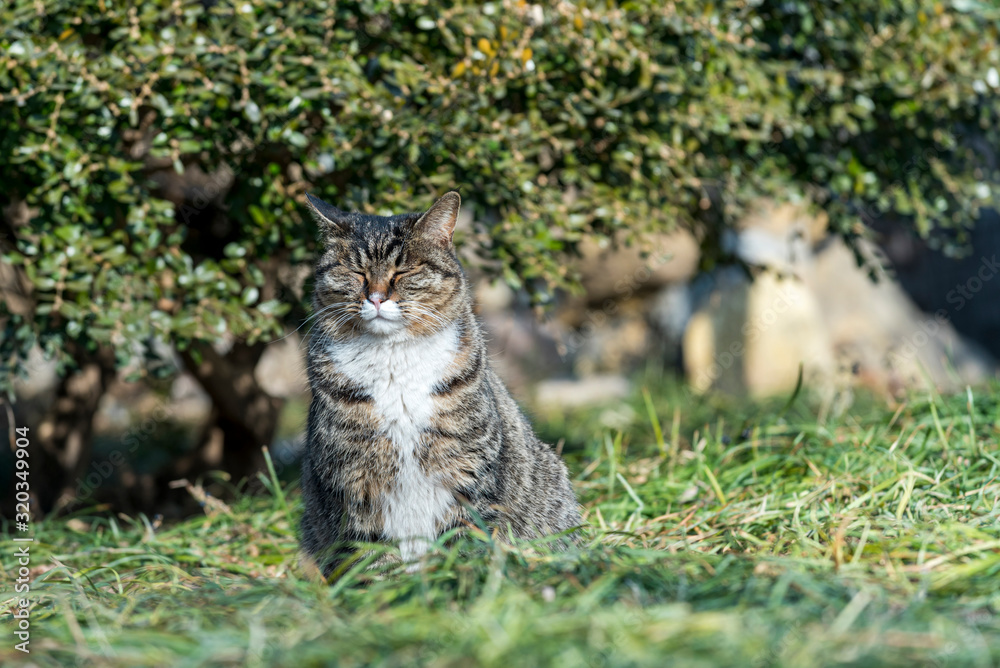 the Homeless chinese cat is sitting on green grass , outdoor, beijing city, china the Homeless chinese cat is sitting on green grass , outdoor, beijing city, china