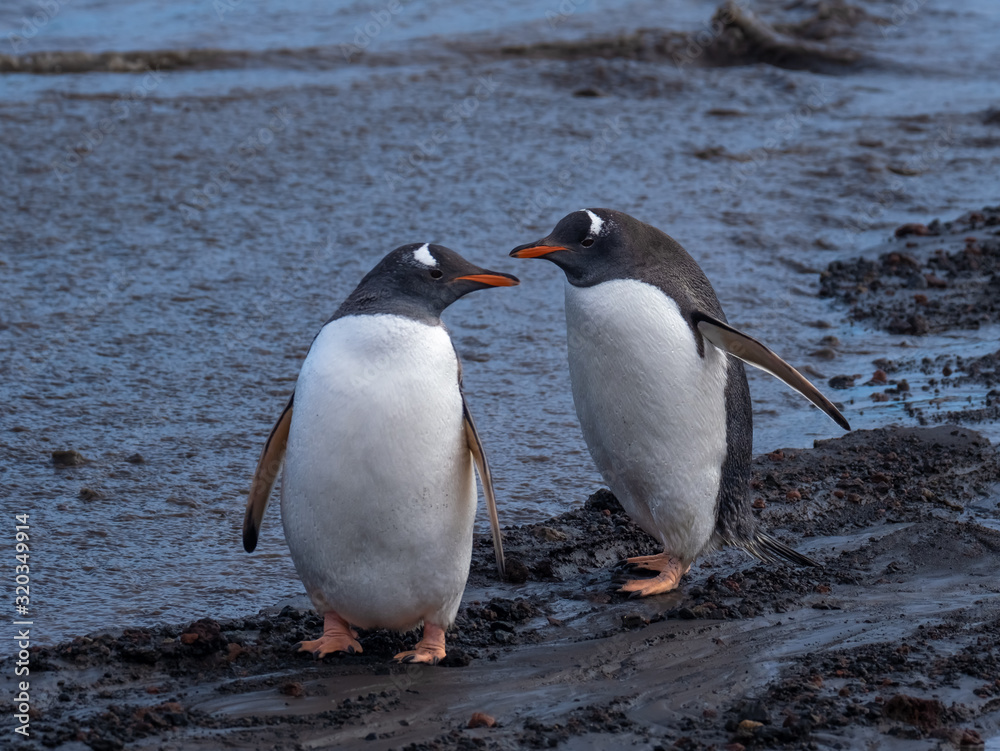Naklejka premium Gentoo penguins interacting and vocalizing on a beach in Deception Island, South Shetland Islands, Antarctica