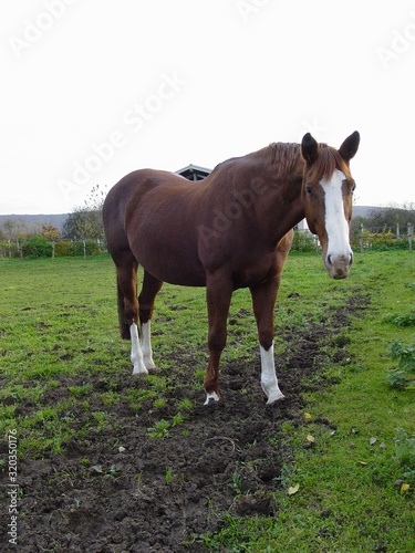 Jumping pregnant mare in the meadow