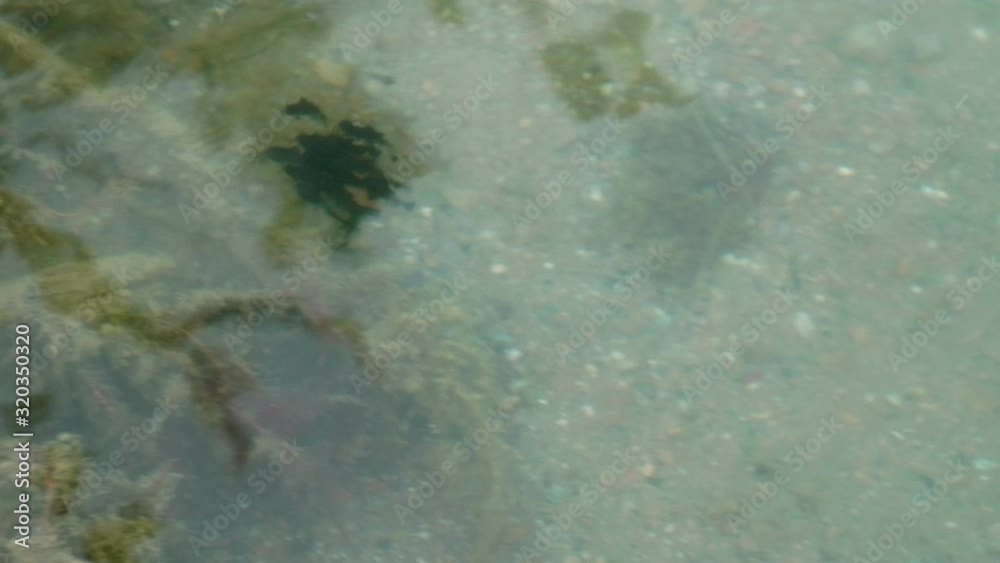 Flock of black tadpoles swimming in a gray green muddy shallow pond Flock of black tadpoles swimming in a gray green muddy shallow pond