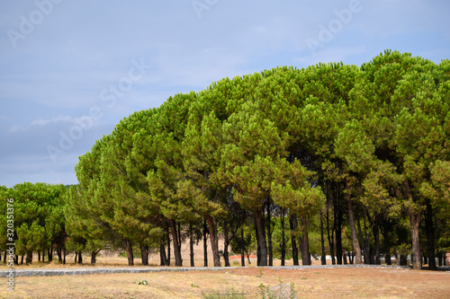 Grove of pine nut trees in Turkey photo