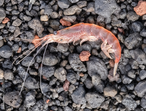 Antarctic Krill  the small crustaceans enormously important element of the Southern ocean food chain.