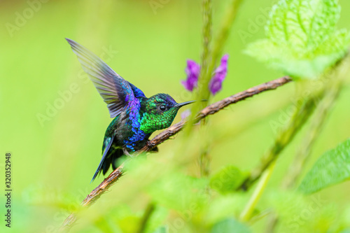 violet-crowned woodnymph (Thalurania colombica colombica) stretching it's wings, taken in Costa Rica