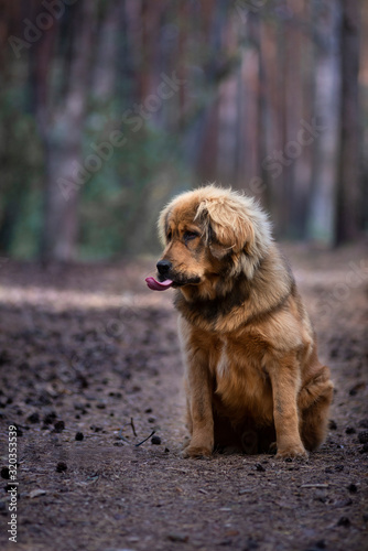 tibetan mastiff puppy tongue out