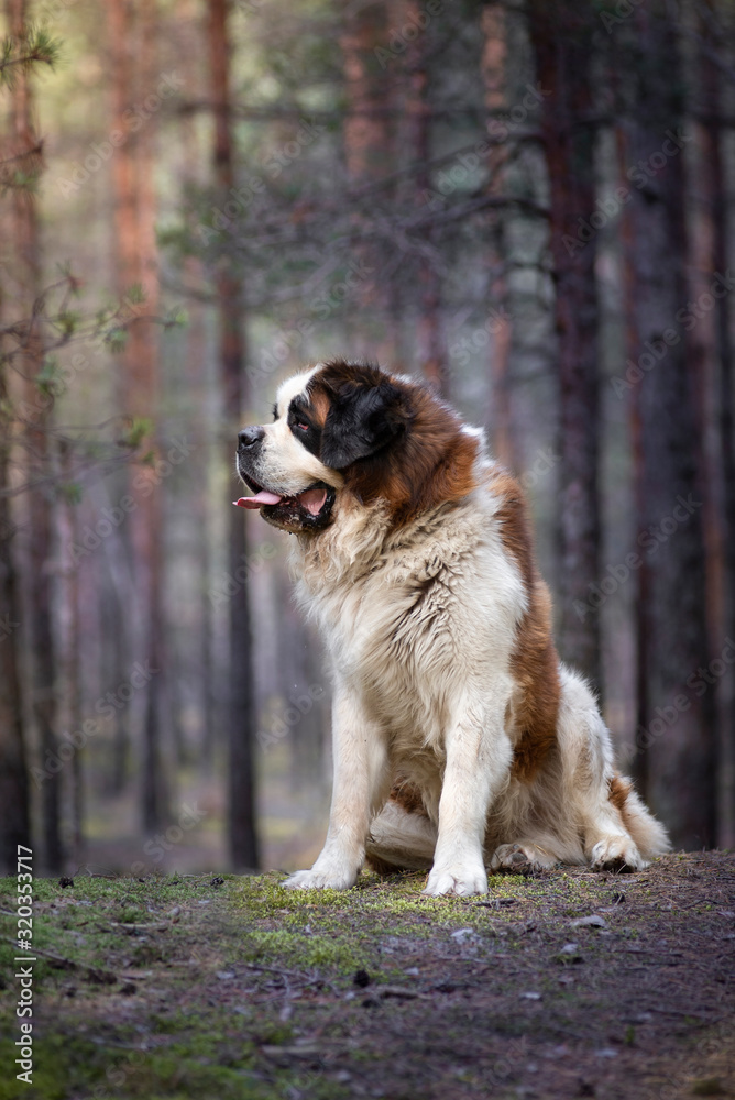 saint bernard sitting in the forest saint bernard sitting in the forest