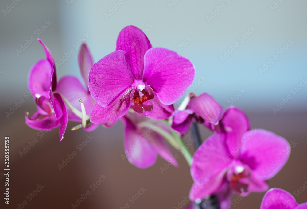 beautiful orchid flower in bloom beautiful orchid flower in bloom