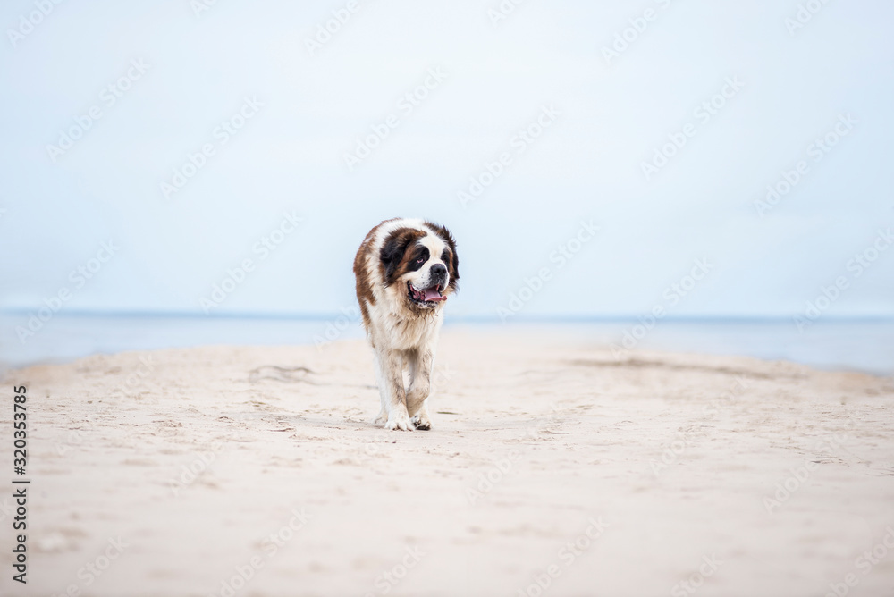 saint bernard dog walking on the sea shore saint bernard dog walking on the sea shore