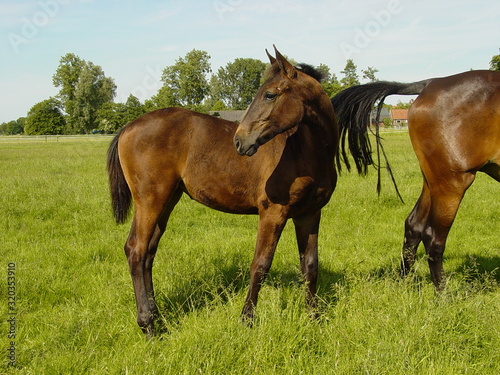 Foal young bay fur horse family