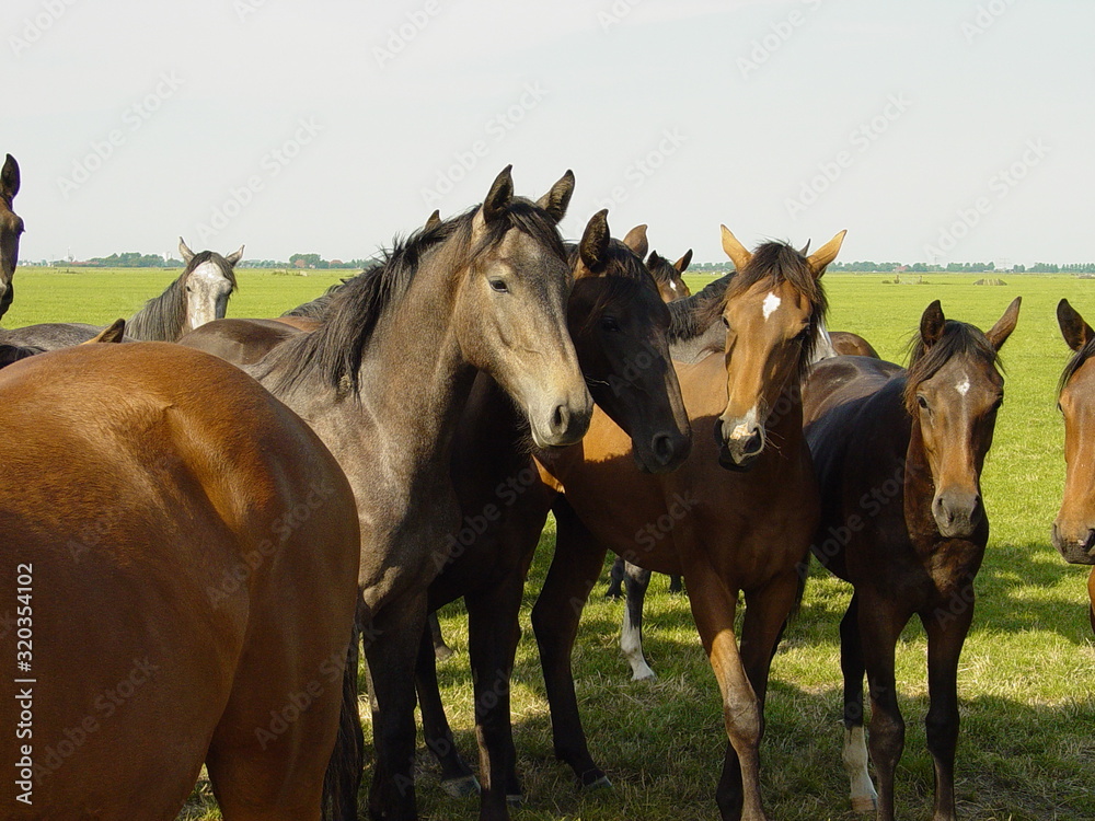 Fototapeta premium Foal young bay and grey fur horses family