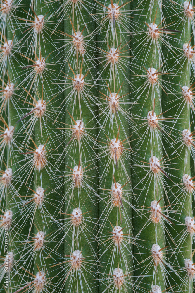 Detail of the spines of a columnar cactus Detail of the spines of a columnar cactus