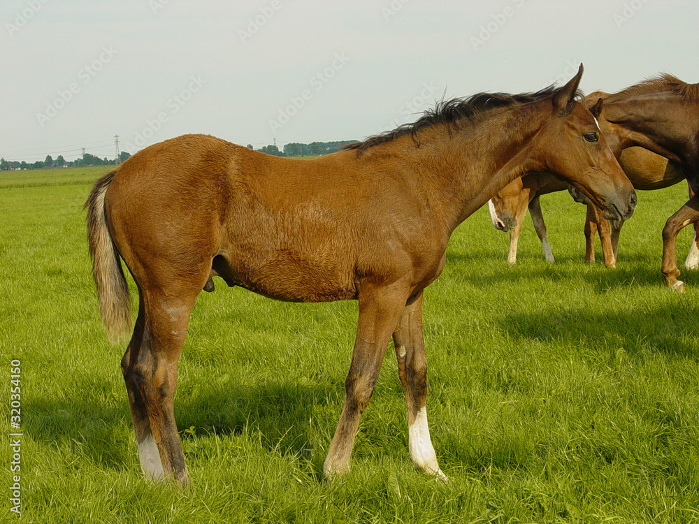 Foal young bay and grey fur horses family Foal young bay and grey fur horses family