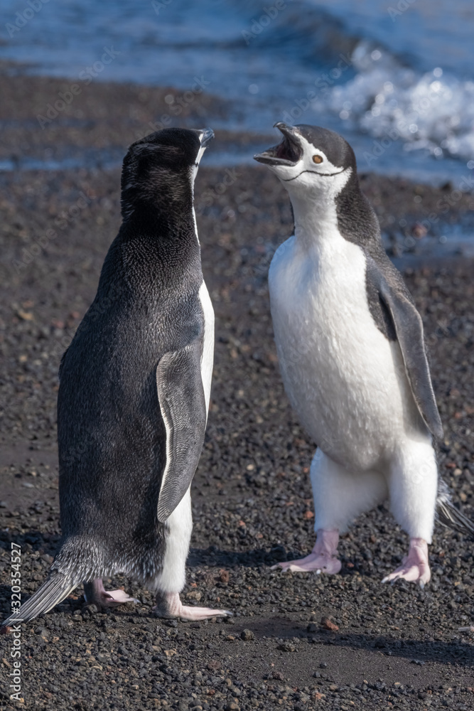 Naklejka premium Chinstrap penguins interacting and vocalizing on a beach in Deception Island, South Shetland Islands, Antarctica