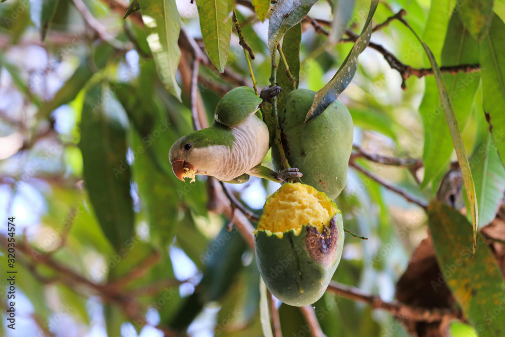 monk parakeet (Myiopsitta monachus) eats mango Pantanal, Mato Grosso