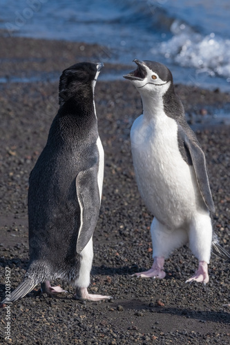 Chinstrap penguins interacting and vocalizing on a beach in Deception Island, South Shetland Islands, Antarctica