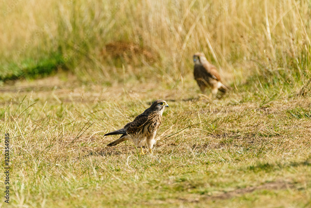 Common Kestrel (Falco tinnunculus) juvenile hunting on the ground for insects, taken in the UK