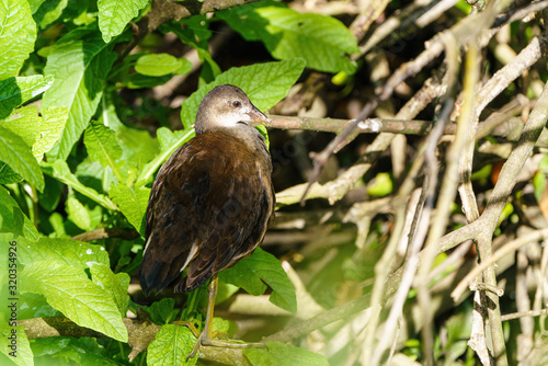 Juvenile Coot (Fulica atra) sitting amongst roots of trees, taken in the UK