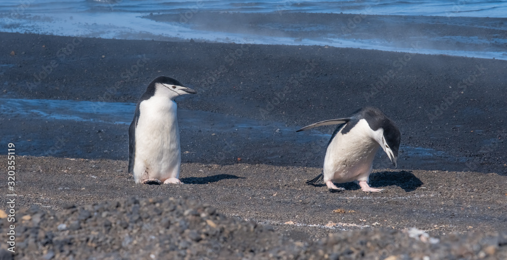 Obraz premium Chinstrap and Gentoo penguins hanging around the warm waters and steam of the caldera of active volcano, Deception Island, Antarctica