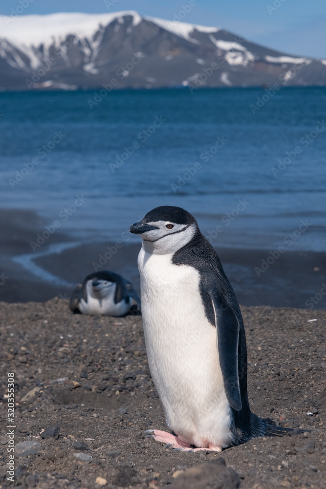 Fototapeta premium Chinstrap and Gentoo penguins hanging around the warm waters and steam of the caldera of active volcano, Deception Island, Antarctica