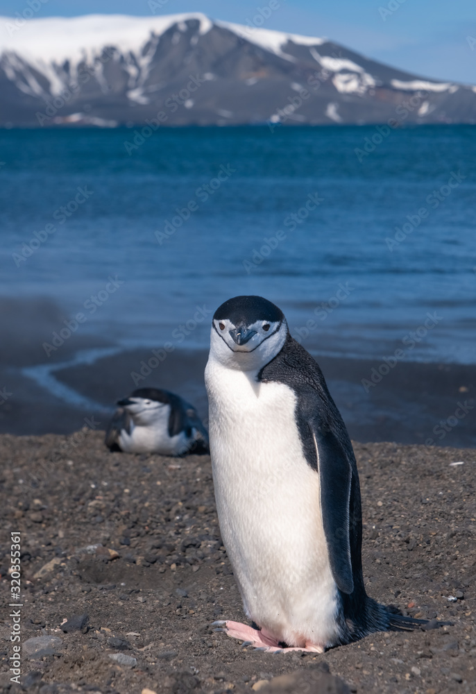 Fototapeta premium Chinstrap and Gentoo penguins hanging around the warm waters and steam of the caldera of active volcano, Deception Island, Antarctica