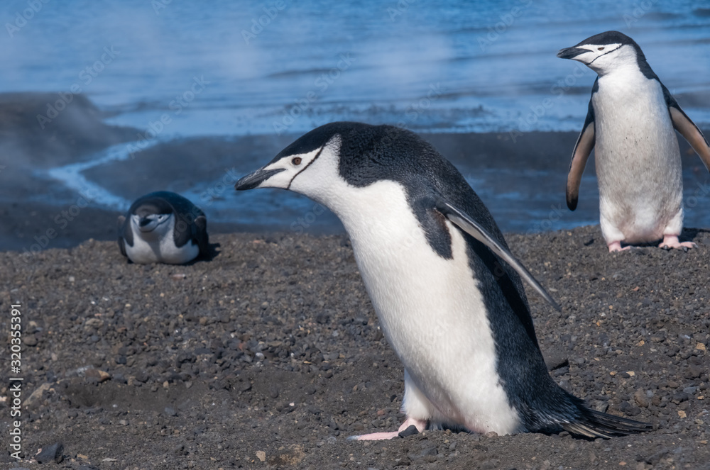 Naklejka premium Chinstrap and Gentoo penguins hanging around the warm waters and steam of the caldera of active volcano, Deception Island, Antarctica