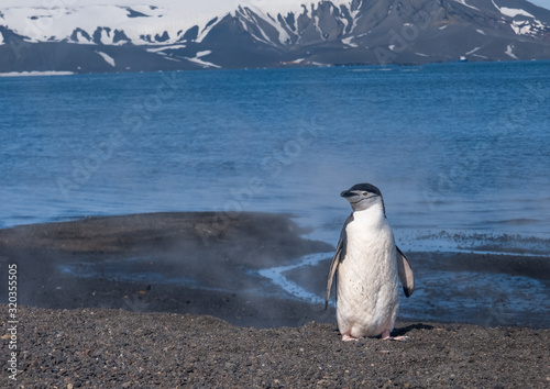 Chinstrap and Gentoo penguins hanging around the warm waters and steam of the caldera of active volcano, Deception Island, Antarctica