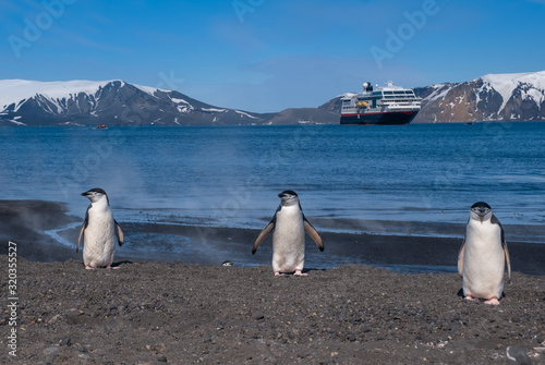 Chinstrap and Gentoo penguins hanging around the warm waters and steam of the caldera of active volcano  Deception Island  Antarctica