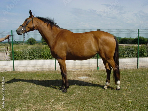 Posing brown stallion horse outside