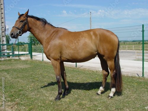 Posing brown stallion horse outside