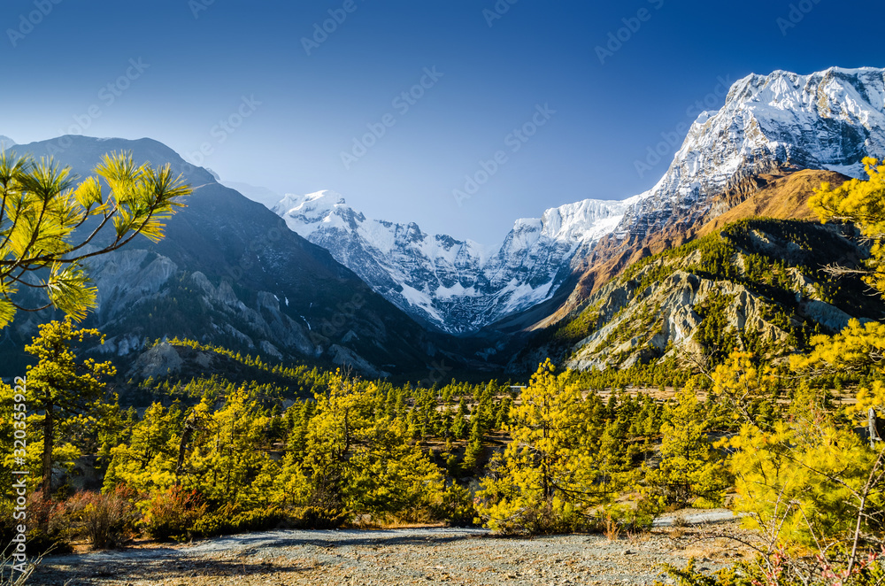 Marshyangdi river valley between Ngawal and Bhraka villages in early sunny morning with pine forest and Mt. Gangapurna on the horizon. Annapurna circuit trek, Nepal.