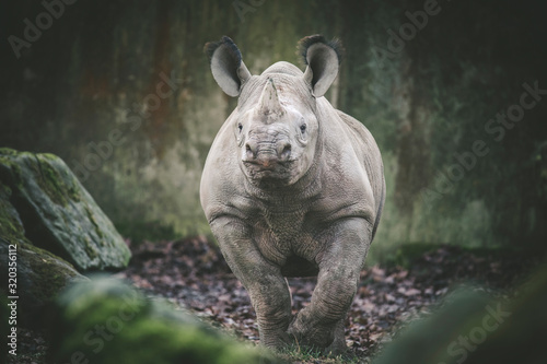 Εκτύπωση καμβά Ceratotherium simum cottoni, simum, Diceros bicornis michaeli, white rhino, are