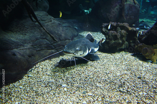Redtail catfish (Phractocephalus hemioliopterus), also known as the cajaro, pirarara in their habitat