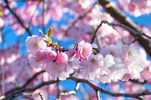 Beautiful spring, pink sakura flowers against a blue sky. Natural delicate background with copy space.Shallow depth of field.