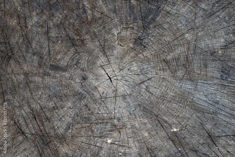 Fototapeta premium texture of the trunk to cut with cuts from the ax cuts