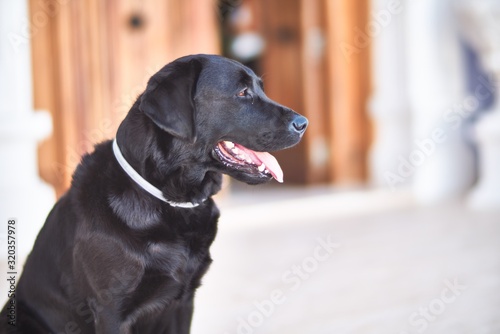 Beautiful black labrador dog sitting at terrace