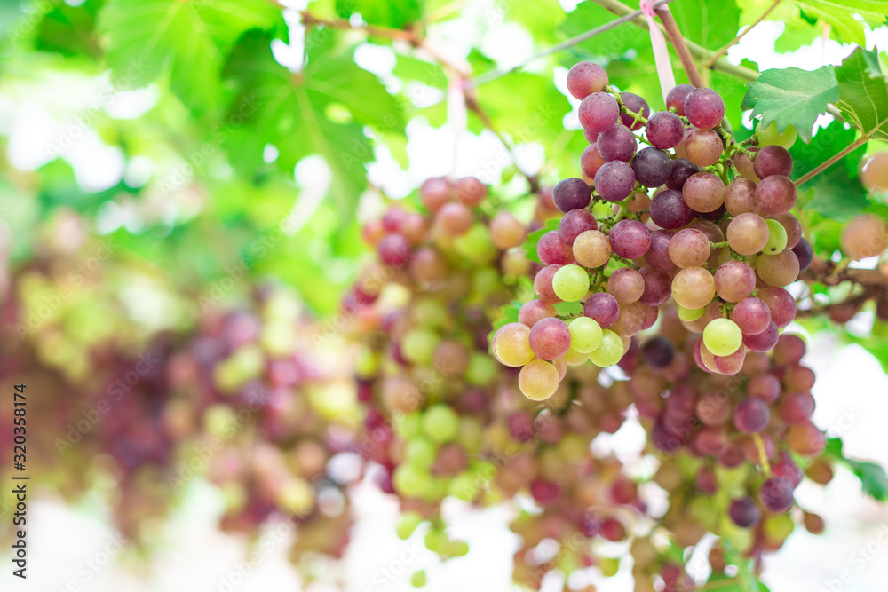 Clusters of fresh grape fruits (Vitis Vinifera) on the branches of grapevine in the outdoor greenhouse farm Clusters of fresh grape fruits (Vitis Vinifera) on the branches of grapevine in the outdoor greenhouse farm
