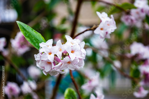A  cluster of fragrent ligh pink 4 lobed flowers on a Daphne bholua 'Jacqueline Postill bush in late winter photo