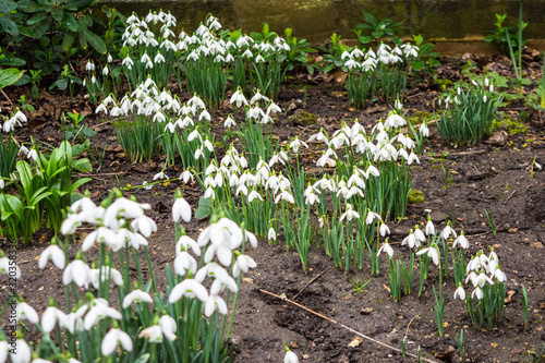 A spread of spring snowdrop Galanthus  flowers in a quiet corner on a drery winter day