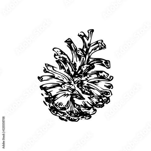 Hand drawn pinecone vector illustration. Linocut pine or fir cone decorative graphic image. Stylized monochrome botanical black isolated on white background