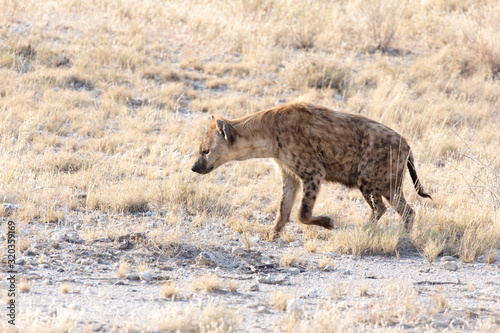 A dangerous spotted hyena