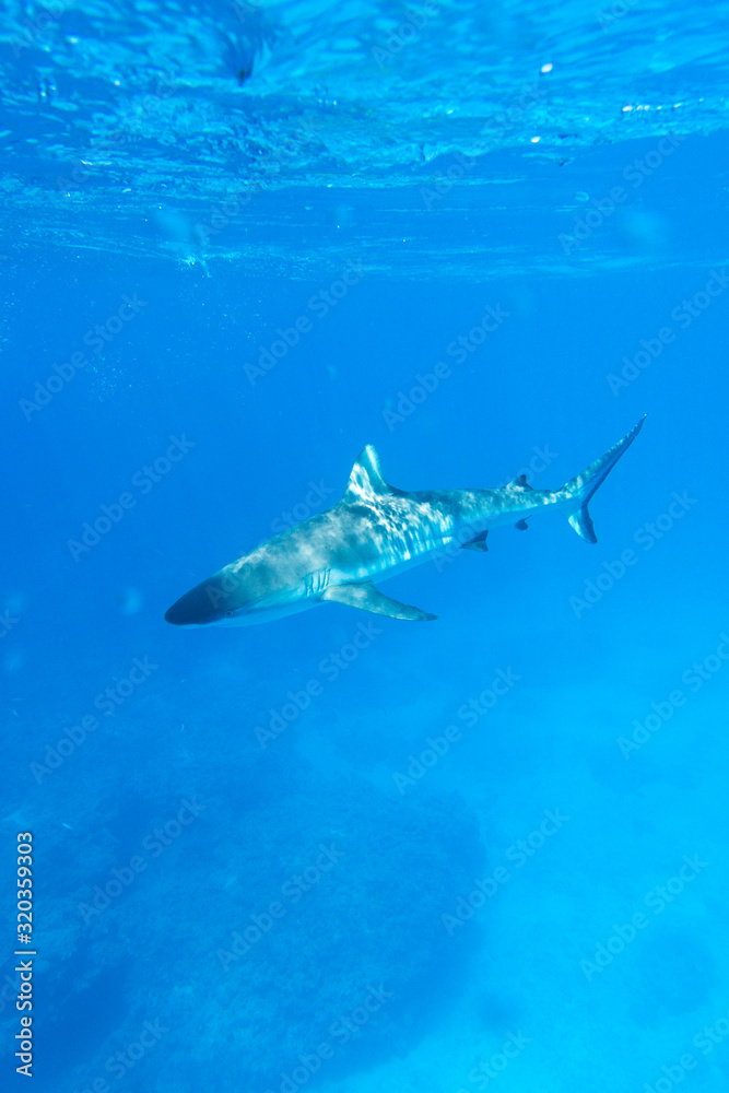 Fototapeta premium A dangerous grey shark