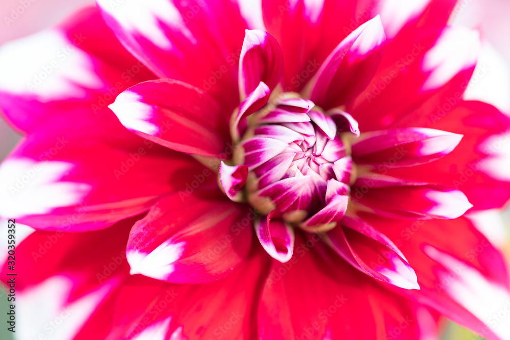 Macro of a red white dahlia Macro of a red white dahlia