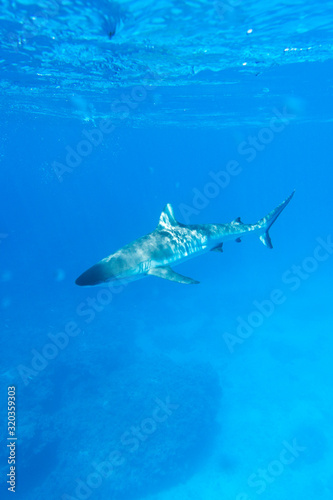 A dangerous grey shark © mauriziobiso