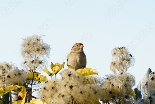 House sparrow (Passer domesticus) perched among seeds of a bush, taken in the UK © Chris